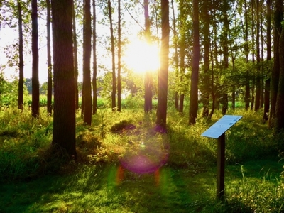 Lemurisch Bos met zon.jpeg